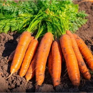 [test] - Carrotte (Botte)