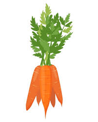 Carottes botte