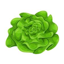 Salade Laitue verte