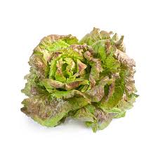 Salade Batavia rouge