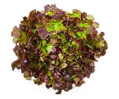 Salade Feuille de chêne rouge
