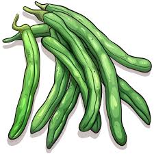 Haricot