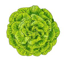 Salade Batavia