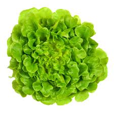 Salade feuille de chêne